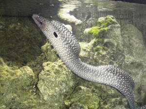 freshwater snowflake eel care